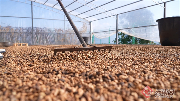 余亩高海拔精品咖啡喜迎丰收不朽情缘网站云