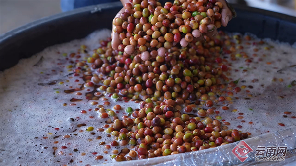 余亩高海拔精品咖啡喜迎丰收不朽情缘网站云南龙陵：3万(图3)