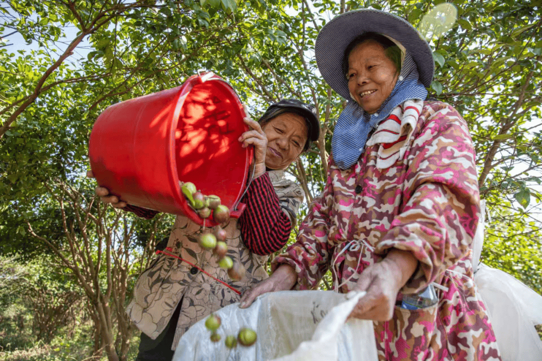 会“呼吸”更会“生金”不朽情缘版江西这片乡野(图5)